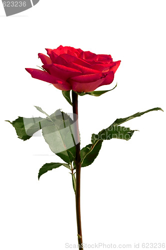 Image of An isolated red rose