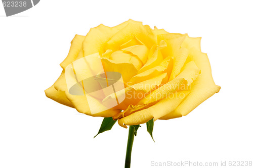 Image of Brillian Yellow Rose