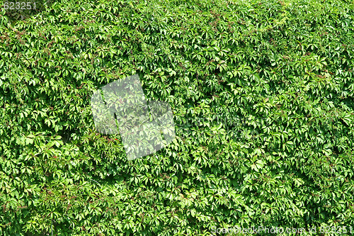 Image of Green plants fence
