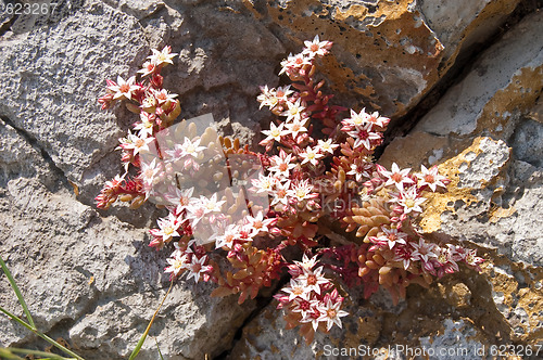 Image of mountain flowers