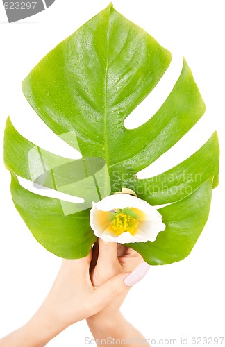 Image of female hands with green leaf and flower