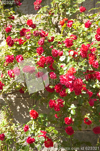 Image of red roses