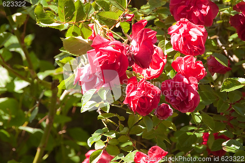 Image of red roses