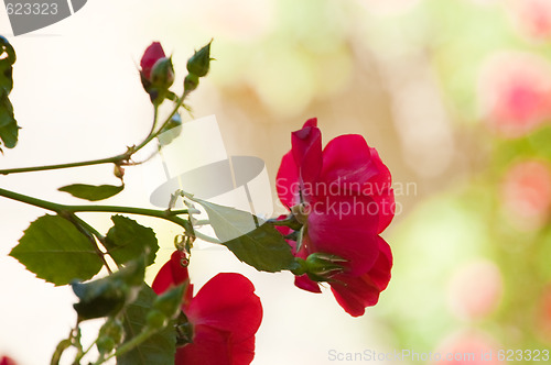 Image of red roses