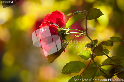 Image of red roses