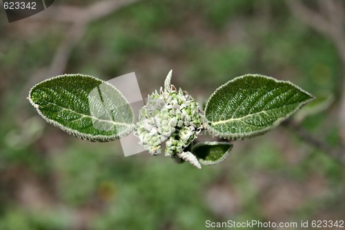 Image of Spring leaves 5