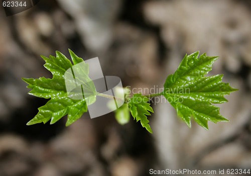 Image of Spring leaves 7