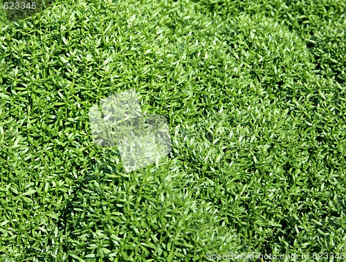 Image of Grass texture