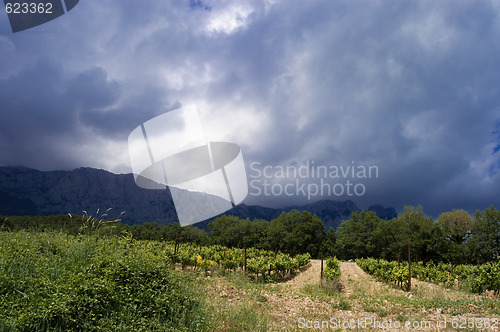 Image of vigne