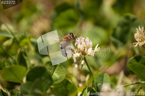 Image of flowers