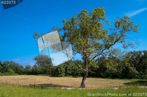 Image of green country with tree