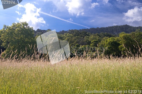 Image of green country with tree