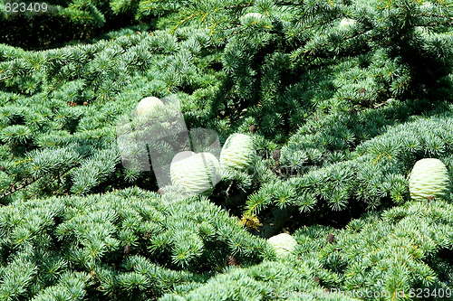 Image of Pine tree