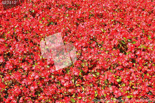 Image of Red flowers texture