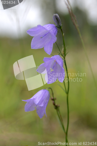 Image of Bellflower