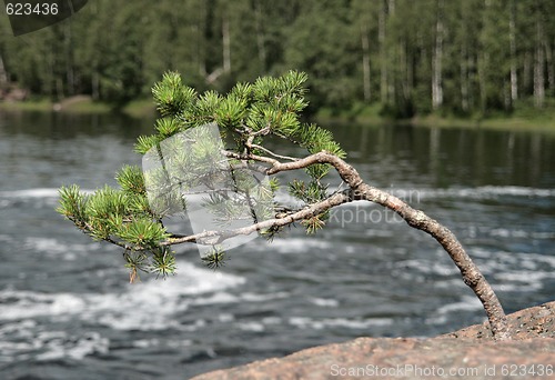 Image of Zen pine-tree