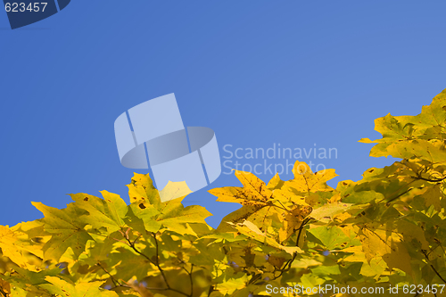 Image of Autumn border