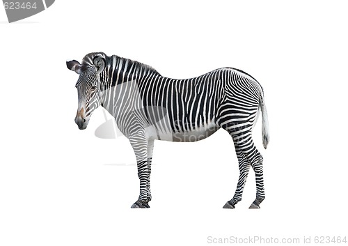 Image of Zebra 2