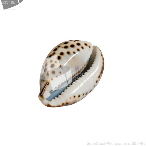 Image of Seashell