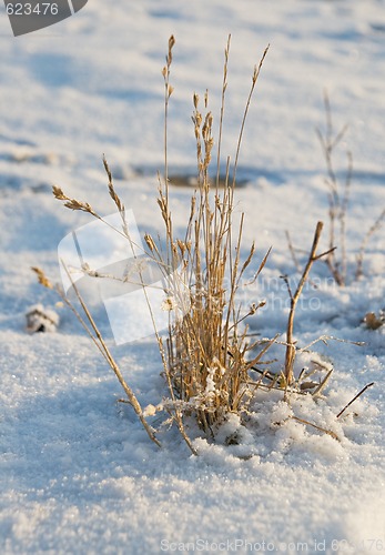 Image of Winter sketch