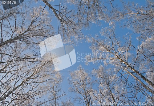 Image of Winter sky