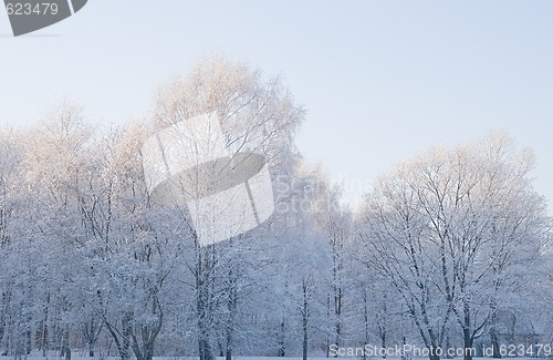 Image of Frosty morning