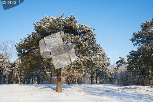 Image of Pine-tree in winter