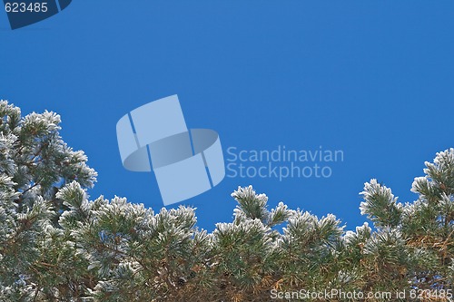 Image of Winter border