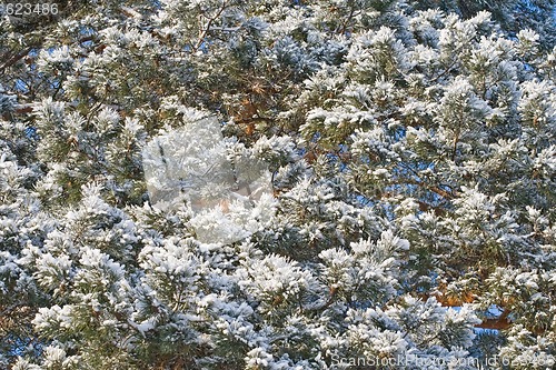 Image of Pine-ttree in winter