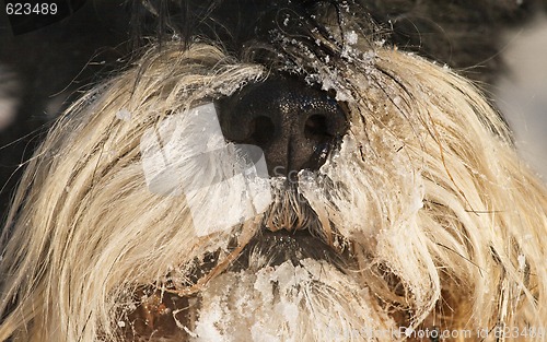 Image of Dog's snout in winter