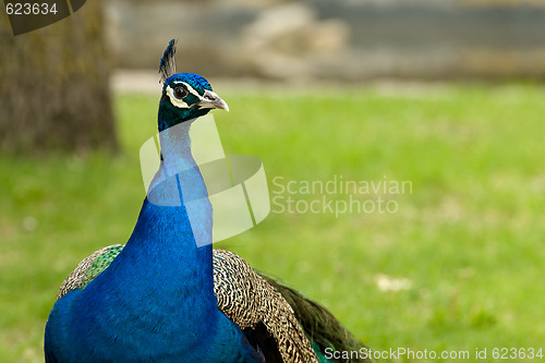 Image of Peacock