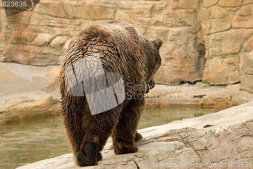 Image of Brown Bear