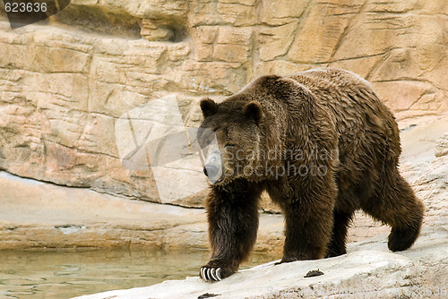 Image of Brown Bear