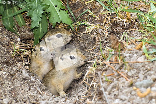 Image of Three Prairie Dogs