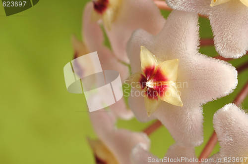 Image of Hoya Flowers