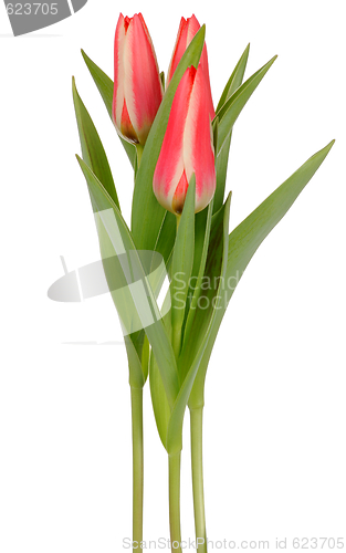 Image of Tulips