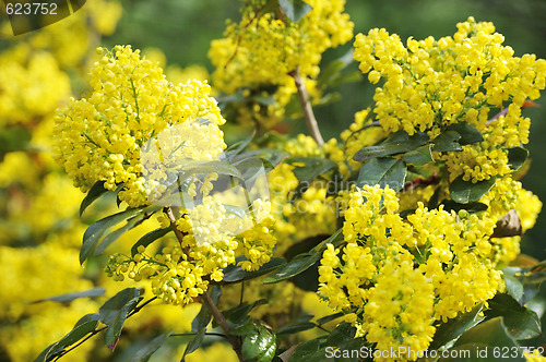 Image of Mahonia blossom