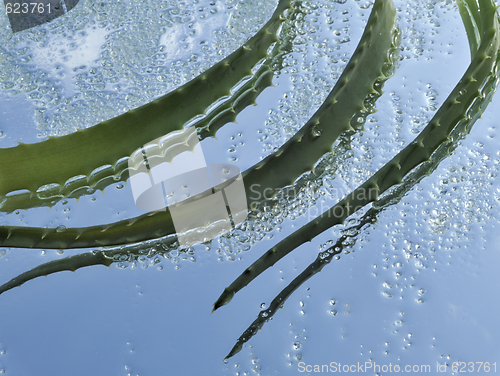 Image of Aloe and green crystals of sea salt