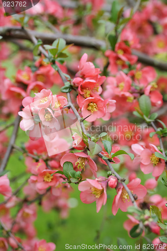 Image of japanese quince branch - blossoming