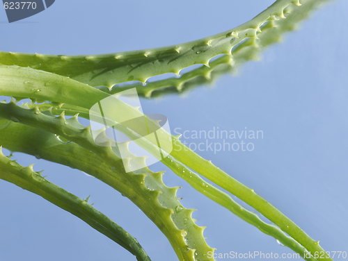 Image of Leaf of aloe over blue background