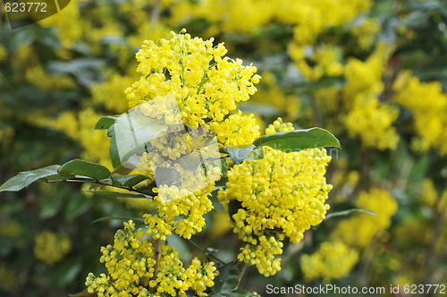 Image of Mahonia blossom