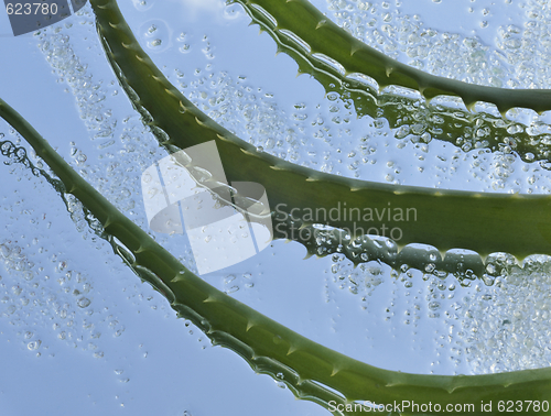 Image of Aloe and green crystals of sea salt