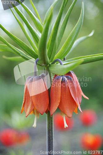 Image of crown imperial - detail