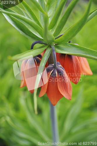 Image of crown imperial - detail