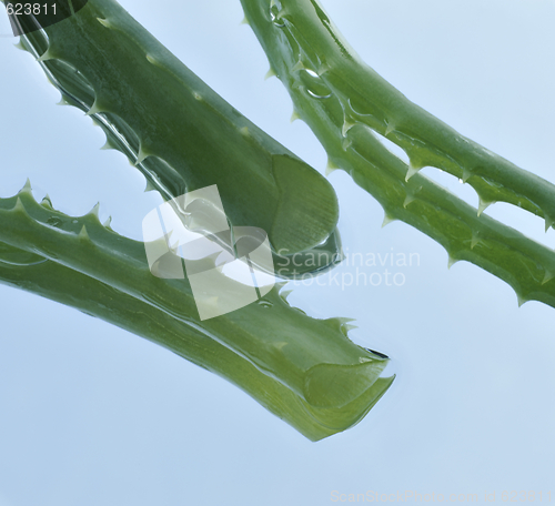 Image of Leaf of aloe over blue background