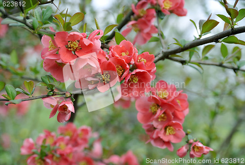 Image of japanese quince branch - blossoming