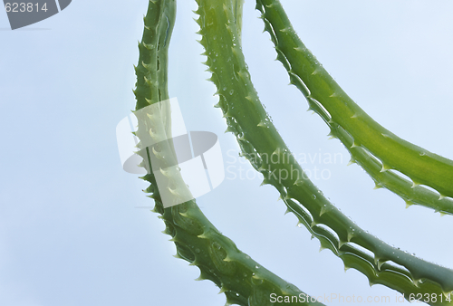 Image of Leaf of aloe