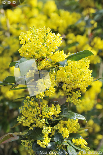 Image of Mahonia blossom