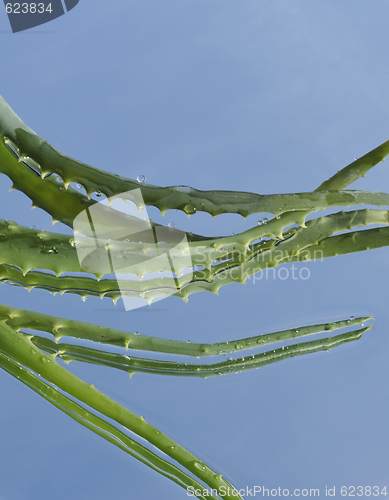 Image of Leaf of aloe over blue background