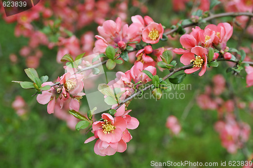 Image of japanese quince branch - blossoming